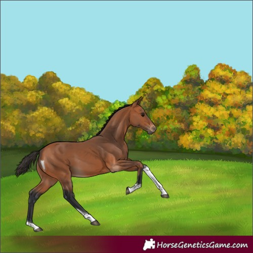 Horse Color:Bay Tobiano 