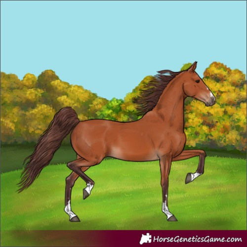 Horse Color:Chocolate Bay 