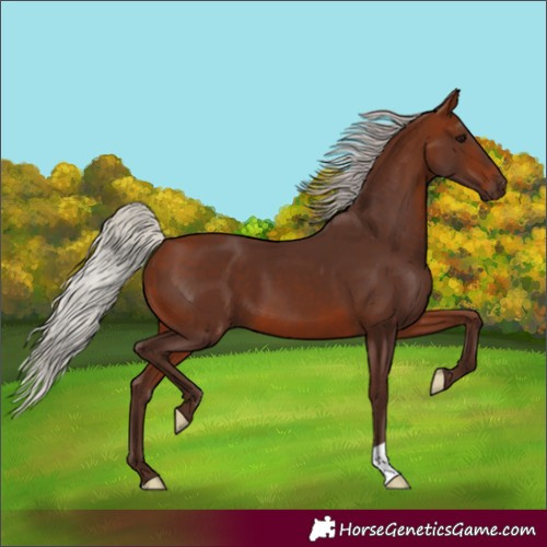 Horse Color:Silver Bay 