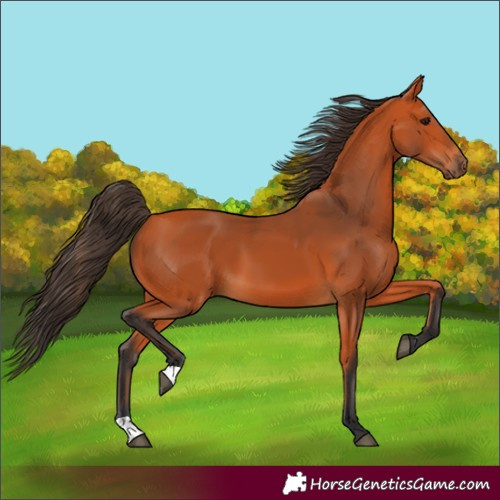 Horse Color:Bay 