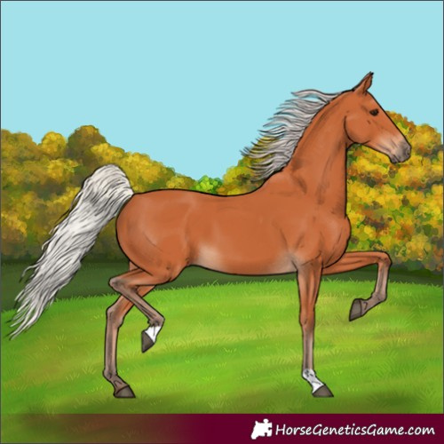 Horse Color:Silver Bay 
