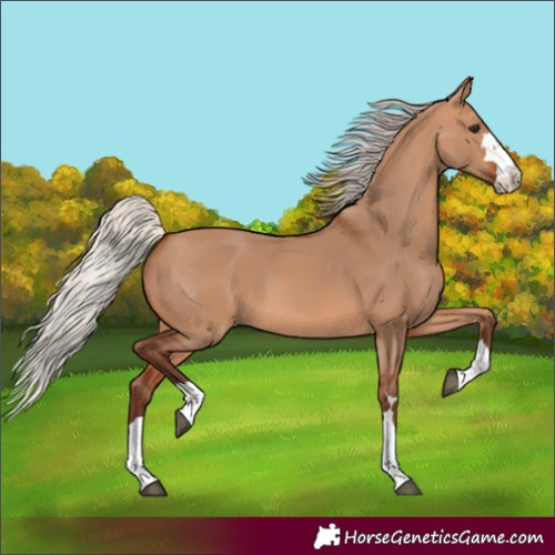 Horse Color:Silver Bay Dun 
