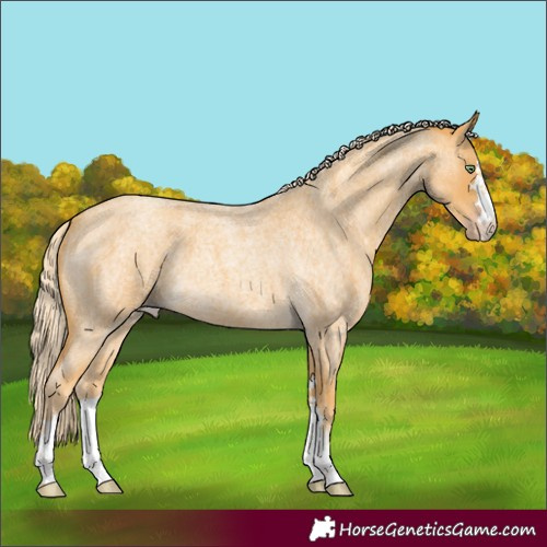 Horse Color:Gold Cream Champagne Roan