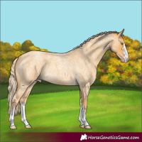 Horse Color:Gold Cream Champagne Roan 