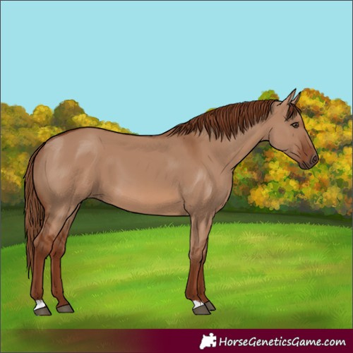 Horse Color:Red Dun 