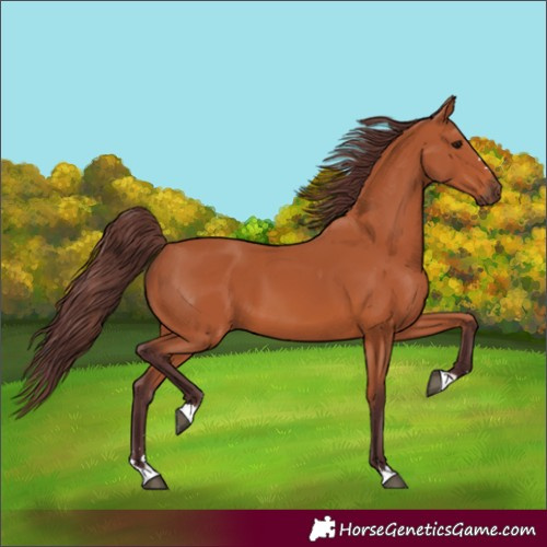 Horse Color:Chocolate Bay 