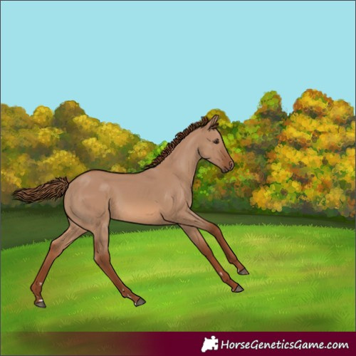 Horse Color:Red Dun 