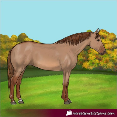 Horse Color:Red Dun 
