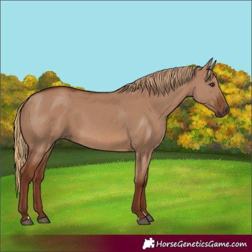 Horse Color:Red Dun