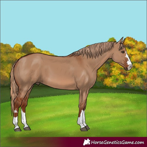 Horse Color:Red Dun