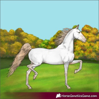 Horse Color:Gold Champagne Appaloosa 