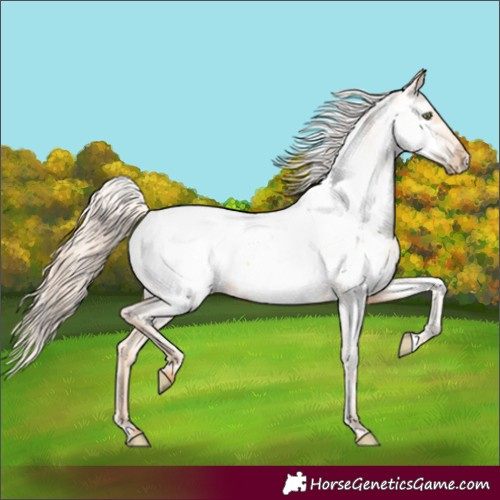 Horse Color:Gold Champagne Appaloosa 