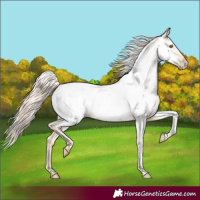 Horse Color:Gold Champagne Appaloosa