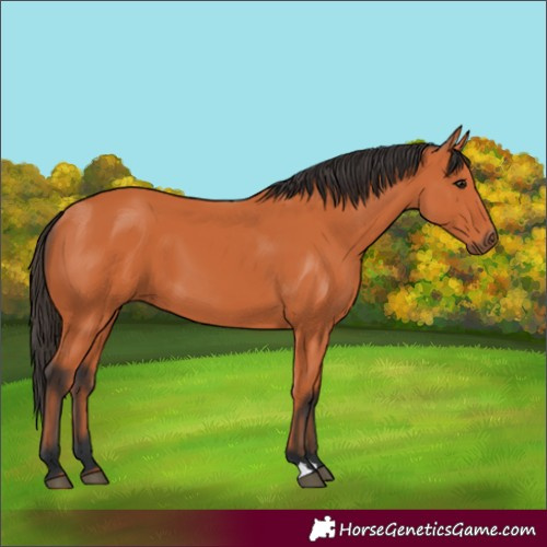 Horse Color:Bay 