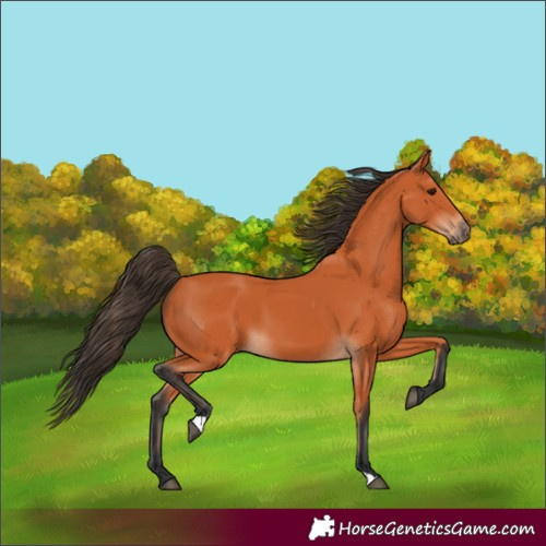 Horse Color:Bay 