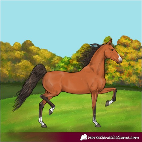 Horse Color:Bay 