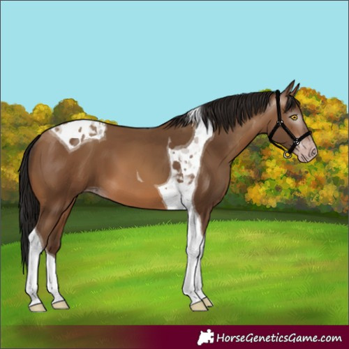 Horse Color:Gray Amber Champagne Tobiano 