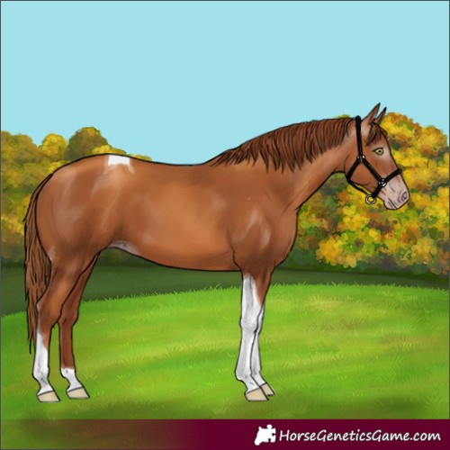 Horse Color:Gray Gold Champagne Tobiano 