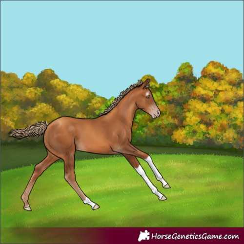 Horse Color:Gray Gold Champagne Tobiano