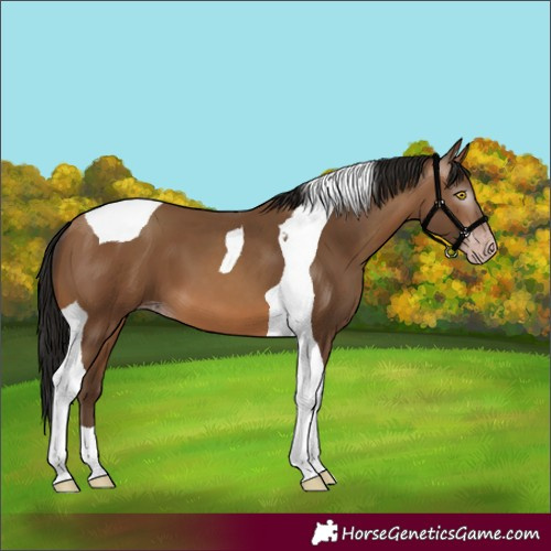 Horse Color:Gray Amber Champagne Tobiano 