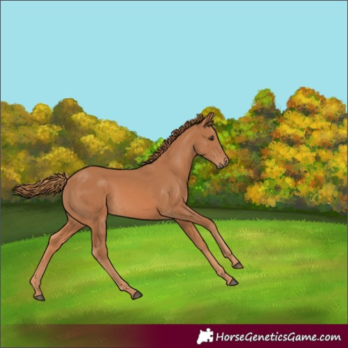 Horse Color:Chestnut 