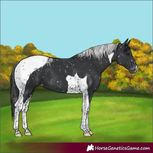 Horse Color:Black Tobiano Appaloosa 