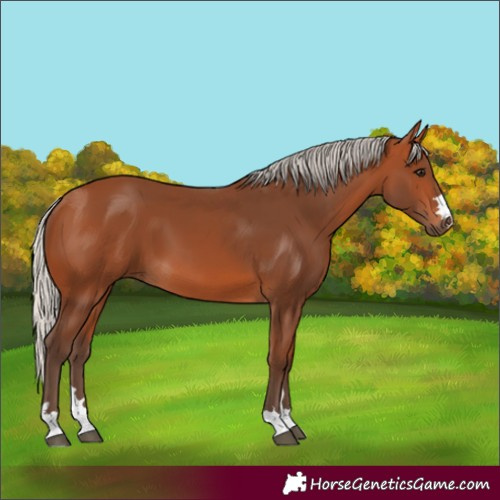 Horse Color:Silver Bay 