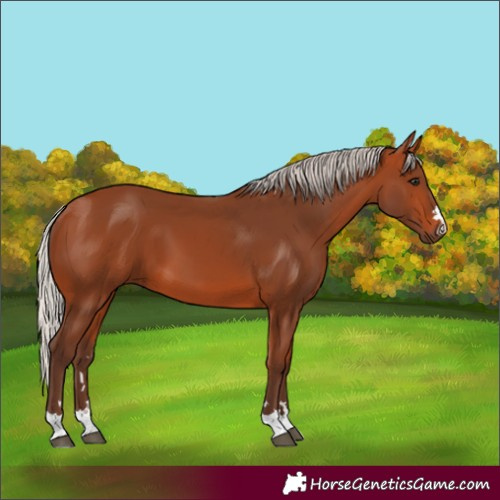 Horse Color:Silver Bay 