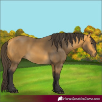 Horse Color:Buckskin 