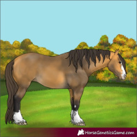 Horse Color:Buckskin 