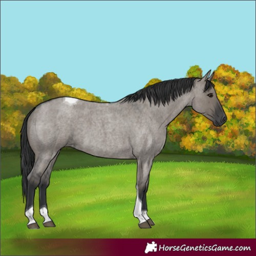 Horse Color:Grullo Roan Tobiano 