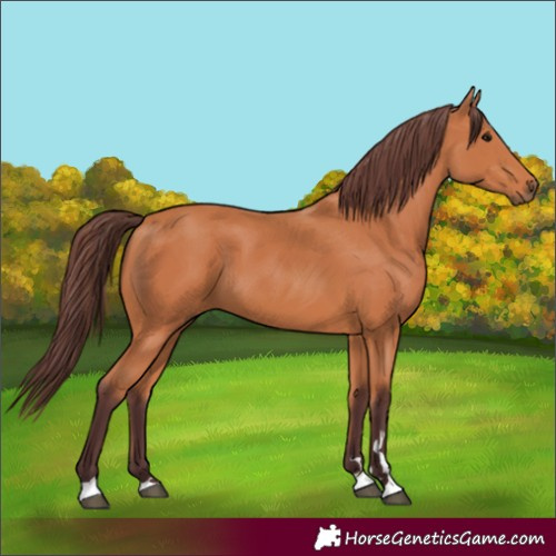 Horse Color:Chocolate Bay 