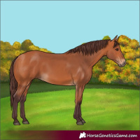 Horse Color:Chocolate Bay 