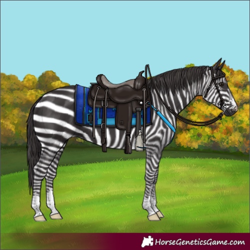 Horse Color:Smoky Black 