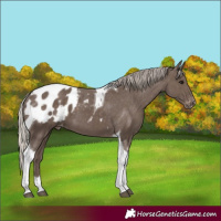 Horse Color:Silver Black Tobiano Appaloosa 
