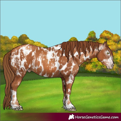 Horse Color:Gray Gold Champagne Near Leopard  and Gray Gold Champagne Near Leopard 