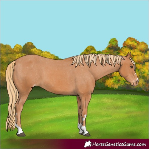 Horse Color:Chestnut Varnish 