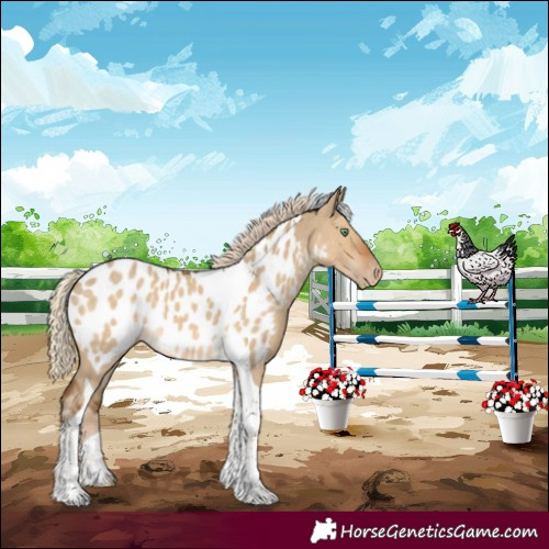 Horse Color:Chocolate Palomino Dun Tobiano Appaloosa 