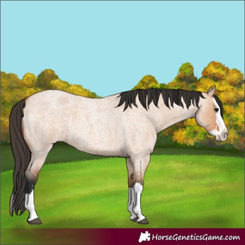 Horse Color:Bay Roan Dun Splash 