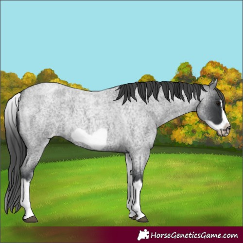 Horse Color:White Spotted Blue Roan Splash Frame Varnish 