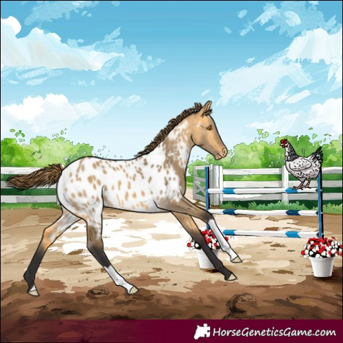 Horse Color:Buckskin Dun Appaloosa 