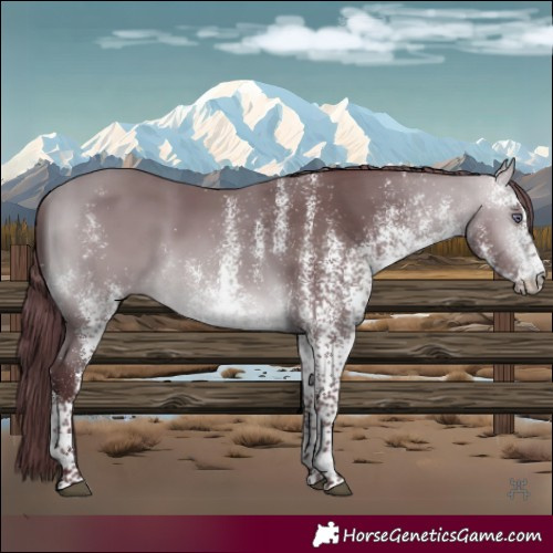 Horse Color:White Spotted Chocolate Bay Chinchilla 
