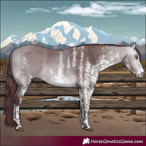 Horse Color:White Spotted Chocolate Bay Chinchilla 