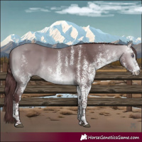Horse Color:White Spotted Chocolate Bay Chinchilla