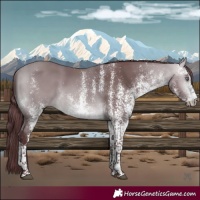 Horse Color:White Spotted Chocolate Bay Chinchilla 