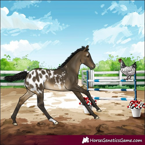 Horse Color:Gray Buckskin Dun Appaloosa 