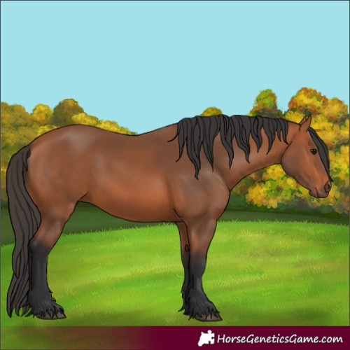 Horse Color:Bay 