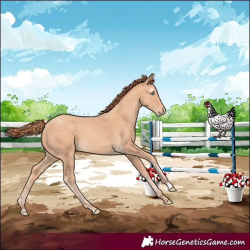 Horse Color:Gray Perlino 