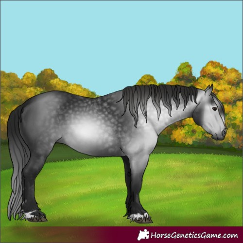Horse Color:Gray Smoky Black 