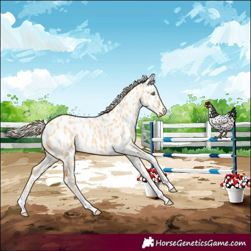 Horse Color:Gold Cream Champagne Dun Appaloosa 